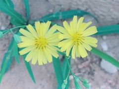 -呷哺呷哺 黄金牧场 (回龙观港龙店)