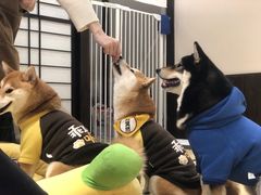 -逗柴咖啡屋·狗咖猫咖宠物桌游