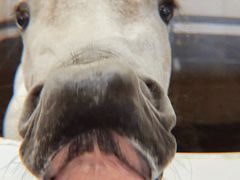 -中国马镇舞马世界主题乐园