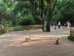 -黔灵山公园