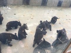 -东方熊牧场