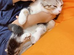 -飞行喵MR PILOT|猫舍·猫咖(静安大融城店)