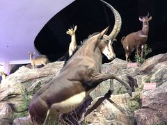 -陕西自然博物馆