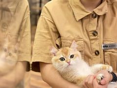 -袖虎·猫馆(体育西路店)