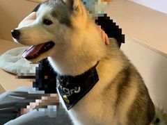 -Husky Go! 哈士奇体验馆·宠物咖啡厅狗咖