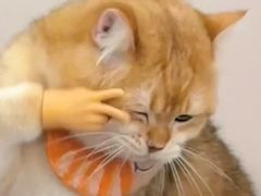 -杭州君悦酒店·青莳