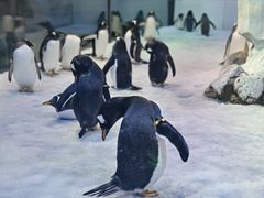 -芜湖新华联大白鲸海洋公园