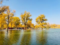 -金塔沙漠胡杨林景区