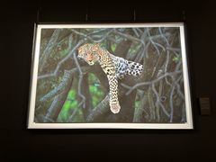 -罗红摄影艺术馆