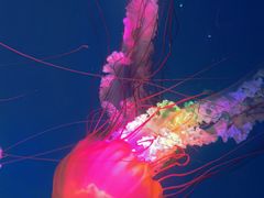 -海合安成都极地海洋公园