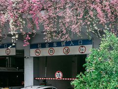 -深圳仙湖植物园