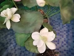 -尚帝·洛阳菜(八號院店)