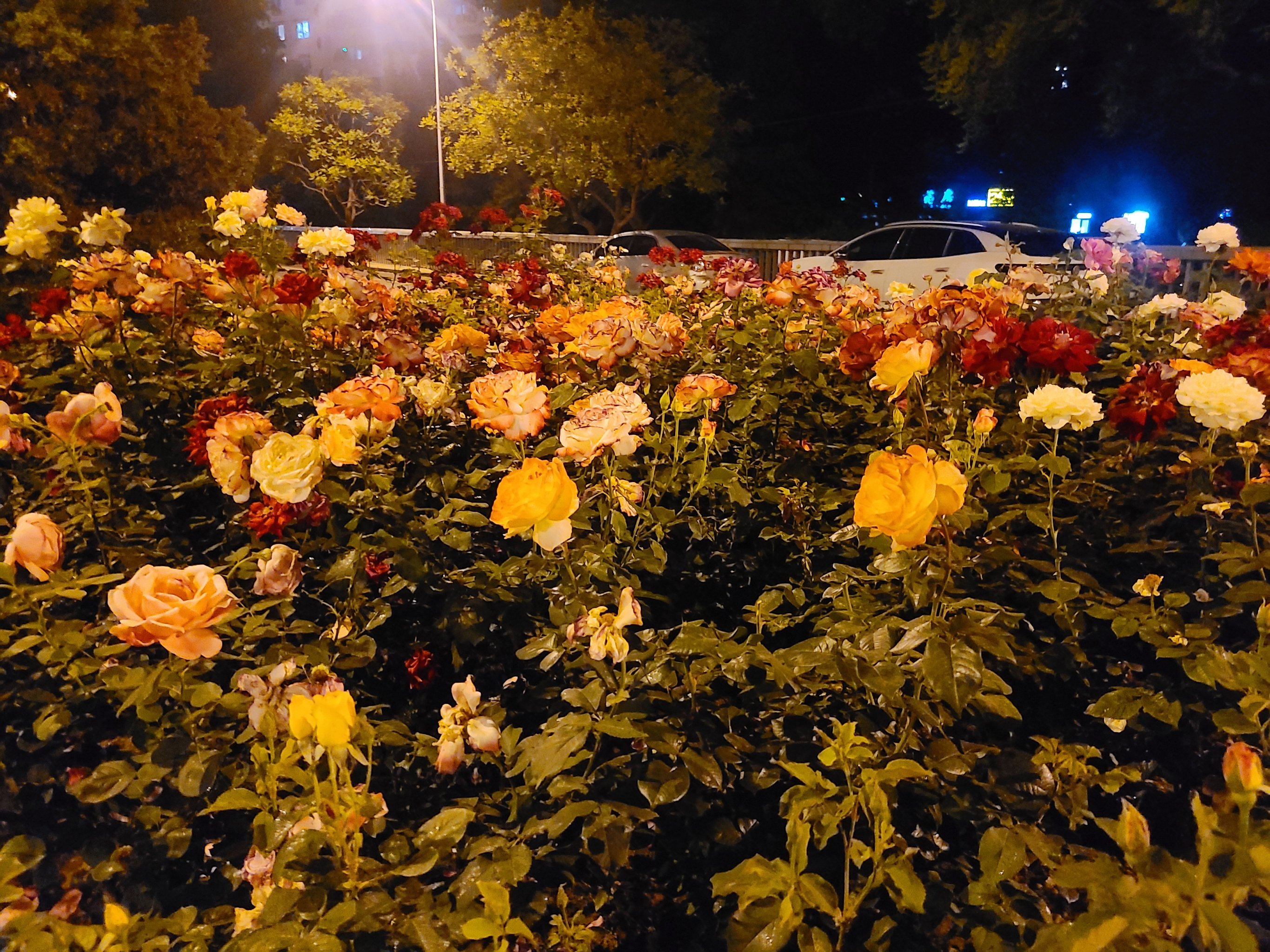 夜晚路边花图片