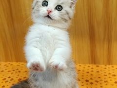 -欣宠猫屋·矮脚拿破仑·蓝金金渐层