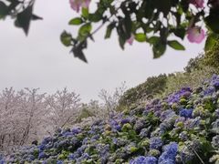 -苏州上方山国家森林公园