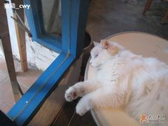 -Babycat私家御饼屋(龙头路一店)