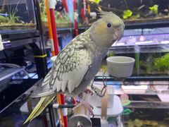 -花鸟鱼虫鲜花绿植市场(玉泉路店)
