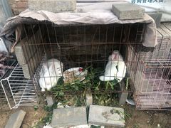 -大自然农场蔬菜草莓采摘园