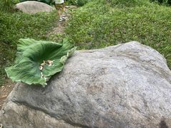 -新洲生态园