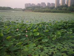 -丁香湖公园