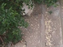 -富斯特索道