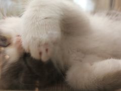 -飞行喵MR PILOT|猫舍·猫咖(静安大融城店)