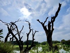 -鹤之洲湿地公园