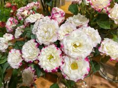 -ChaKo Flora ·茶子花艺 (市北店)