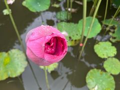 -三水森林公园