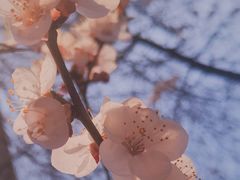 -黑龙江省森林植物园