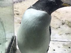-大连圣亚海洋世界