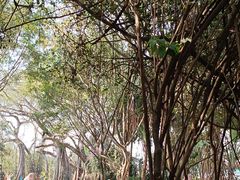 -瑞丽独树成林风景区