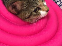 -关爱宠物医院·猫科中心·消化科(滨湖万达分院)