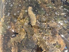 -老刺参海鲜酒楼