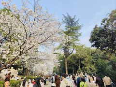 -武汉大学-樱园