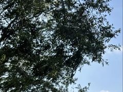 -东莞植物园