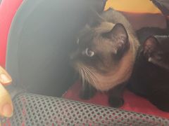 -宠颐生宠物医院·心肾内科·猫专科诊疗中心宠巢店