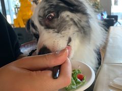 -百好乐宠物友好餐厅(朝外大街店)