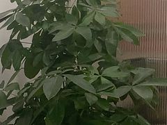 -柒五龙虾(八王寺店)