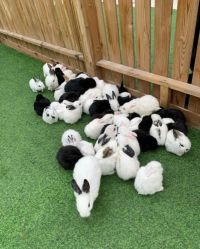 -萌宠亲子动物乐园(槐房万达店)