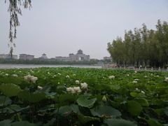 -莲花池公园