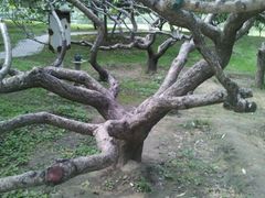 -康庄公园
