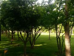 android_upload_pic-唐城墙遗址公园