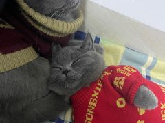 -lincat·猫舍(广州店)