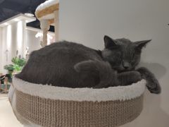 -藏猫猫咖啡主题馆(中央大道店)