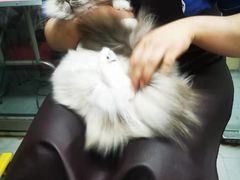 -宠福鑫康馨动物医院·骨科·眼科