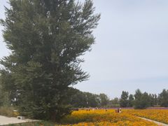 -金塔沙漠胡杨林景区