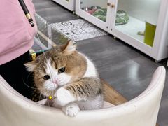 -青奢宠物·青奢猫舍