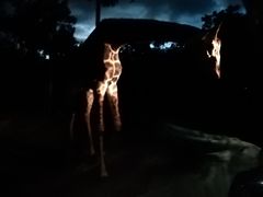 -清迈夜间动物园
