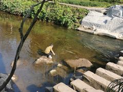 -重庆彩云湖湿地公园